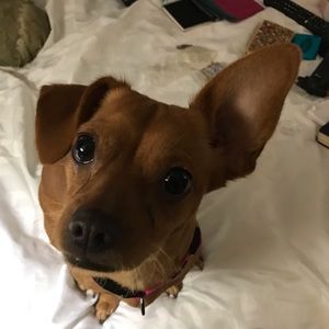 Meet your Posher, Albert